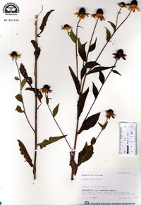 Rudbeckia triloba image