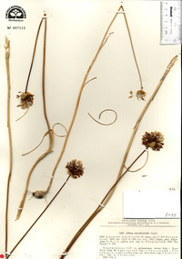 Image of Allium convallarioides