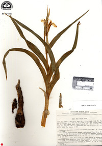 Iris vicaria image