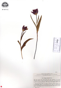 Tulipa suaveolens image