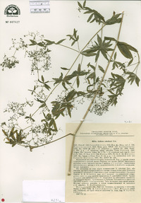 Galium schultesii image