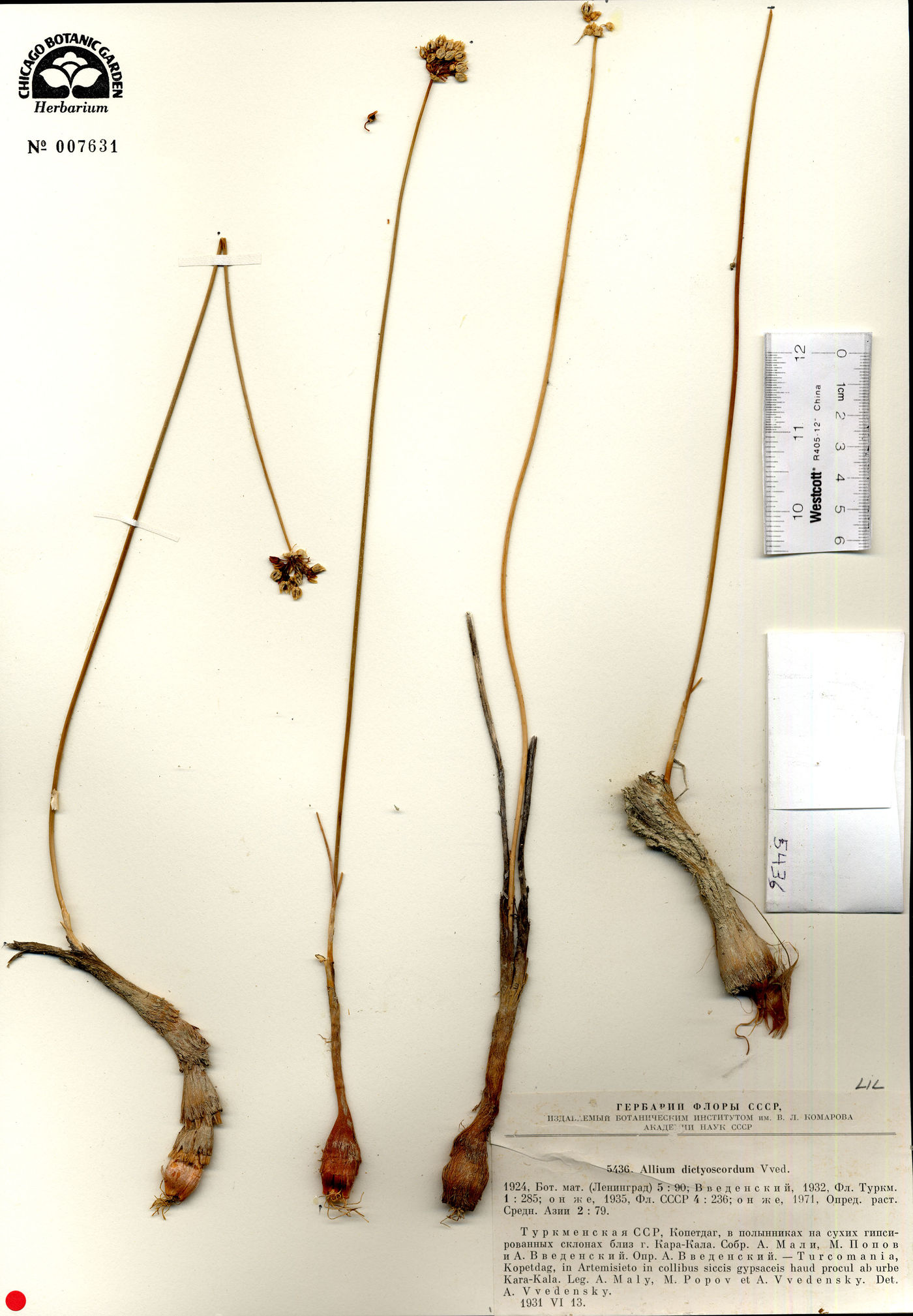 Allium dictyoscordum image