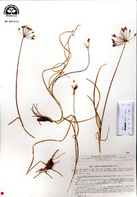 Image of Allium dolichomischum