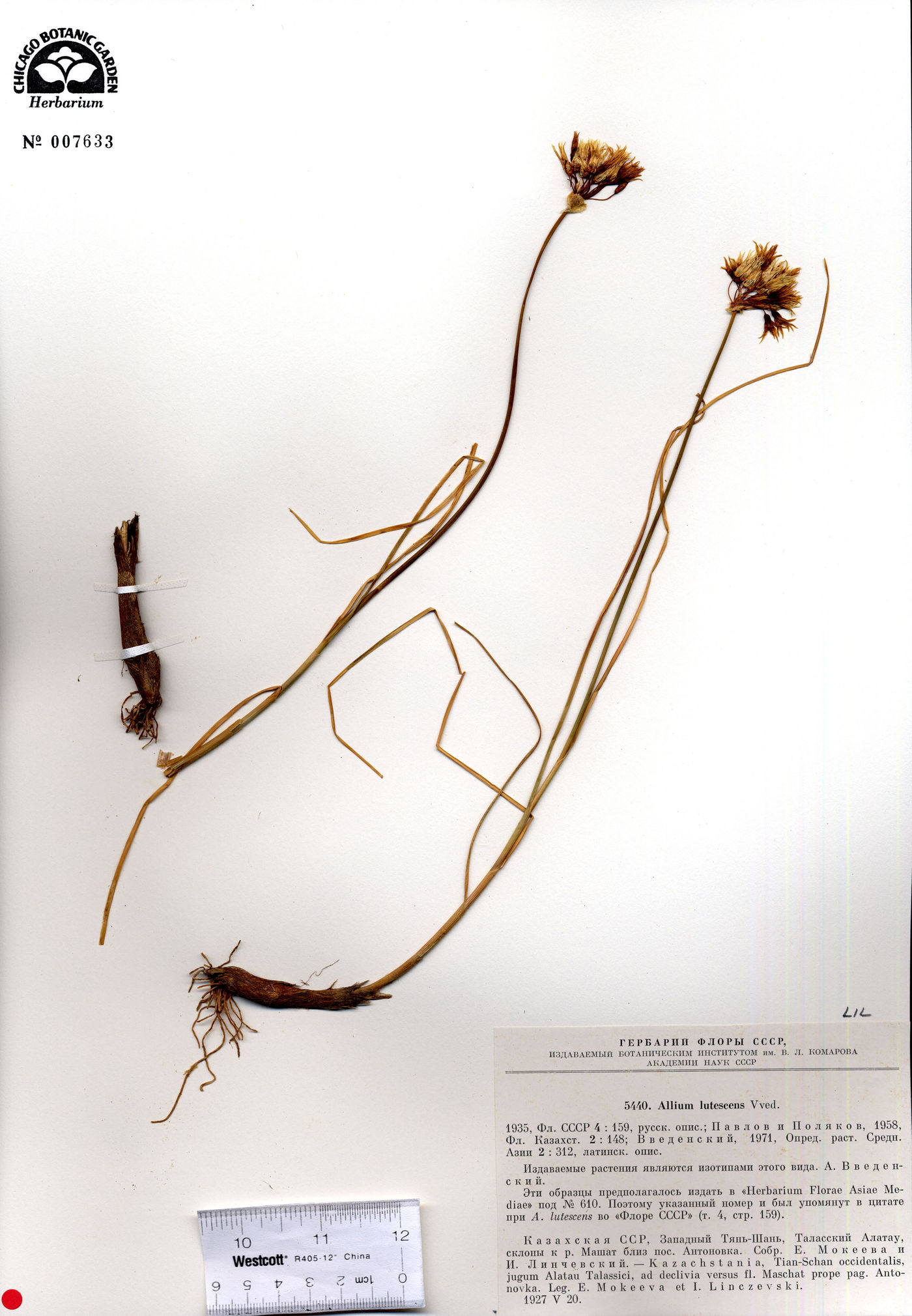 Allium lutescens image