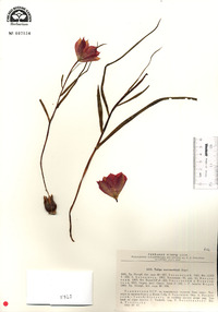Image of Tulipa maximowiczii