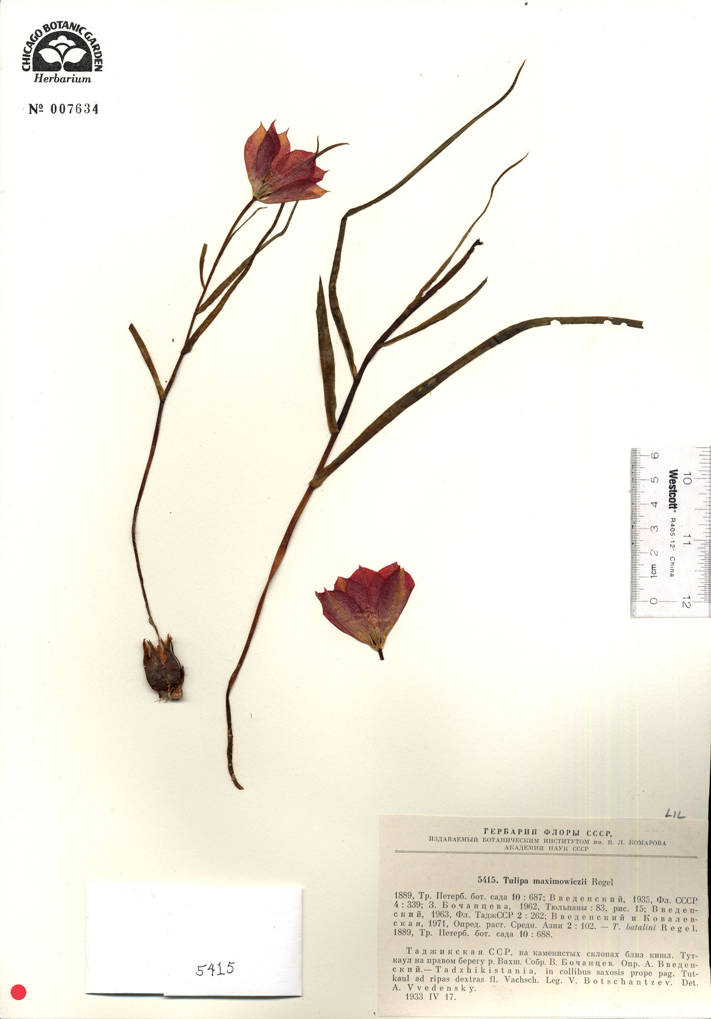 Tulipa maximowiczii image
