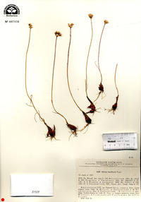 Allium korolkowii image