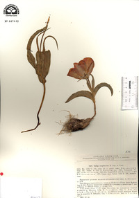 Image of Tulipa mogoltavica