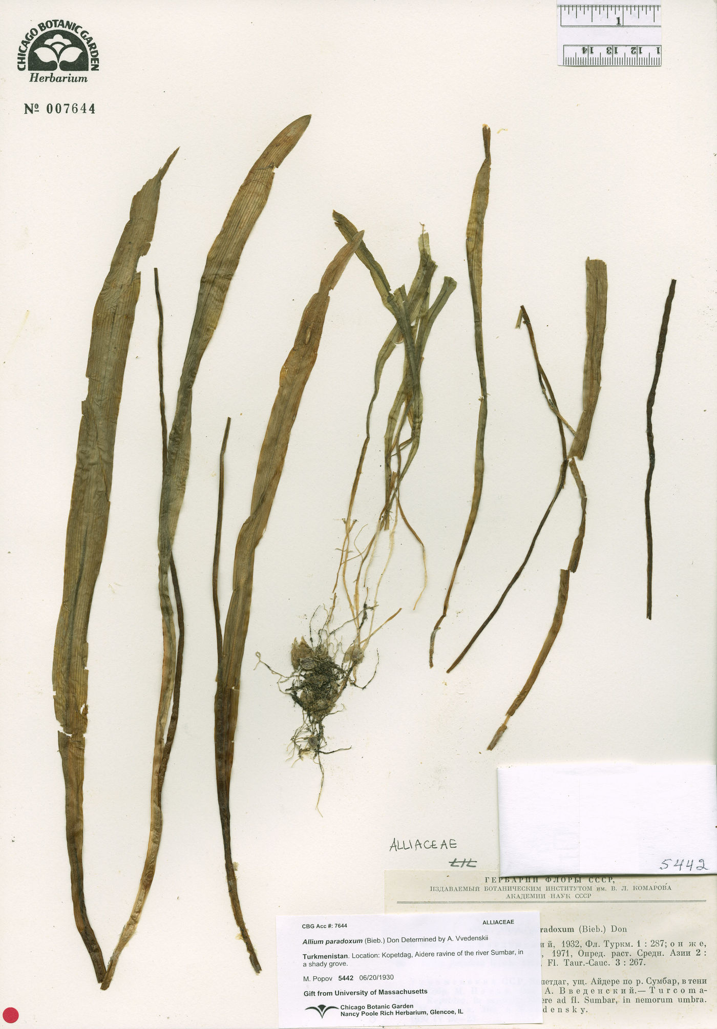 Allium paradoxum image