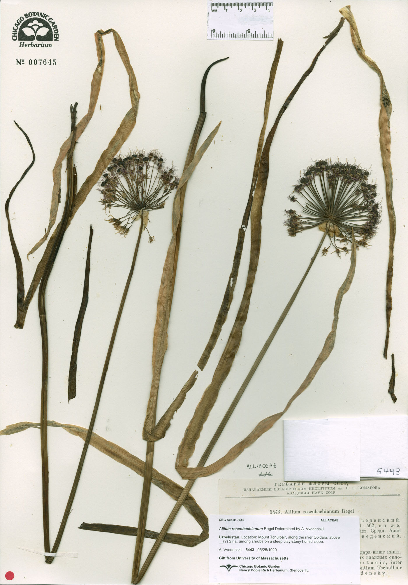Allium rosenbachianum image