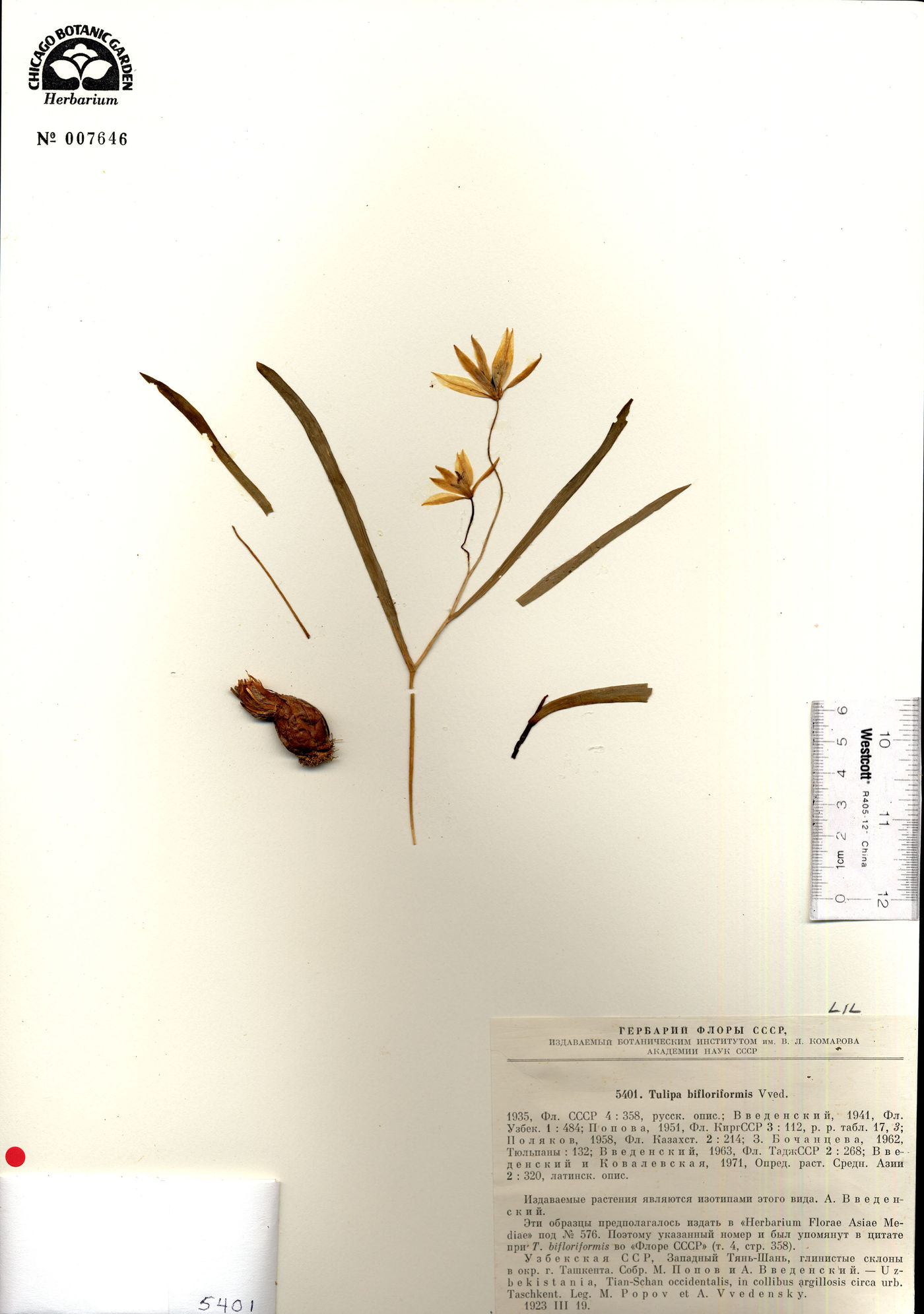 Tulipa bifloriformis image