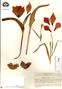 Image of Tulipa hoogiana