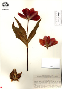 Image of Tulipa tubergeniana