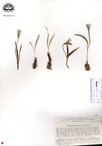 Image of Tulipa heterophylla