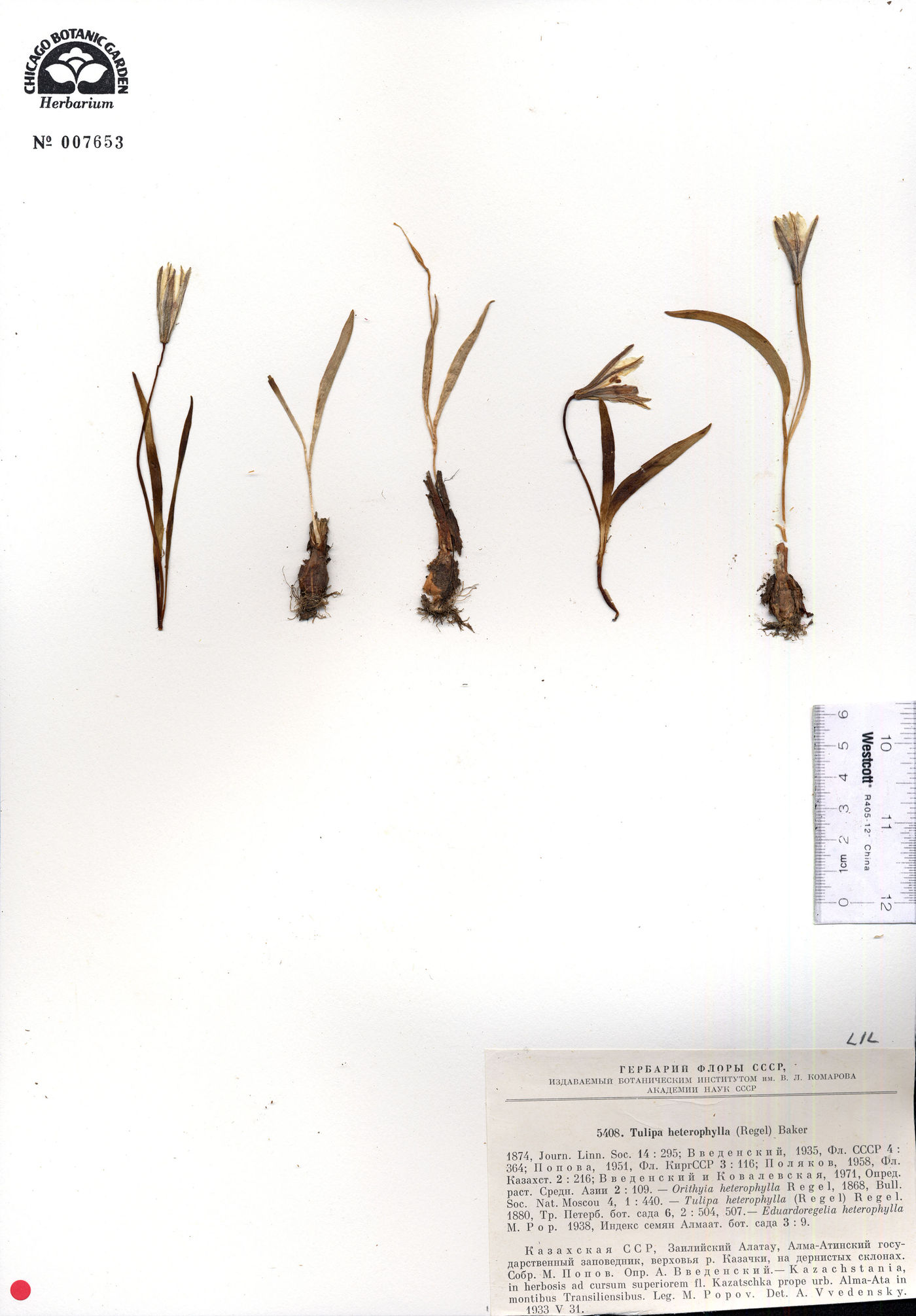 Tulipa heterophylla image