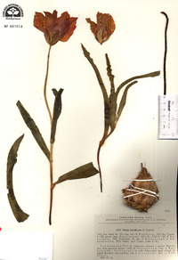 Image of Tulipa kuschkensis