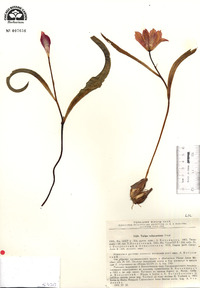 Image of Tulipa subpraestans