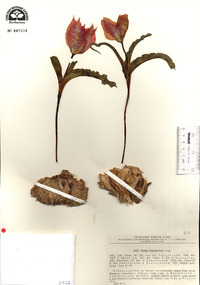 Tulipa tubergeniana image