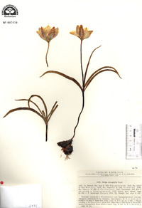Image of Tulipa tetraphylla