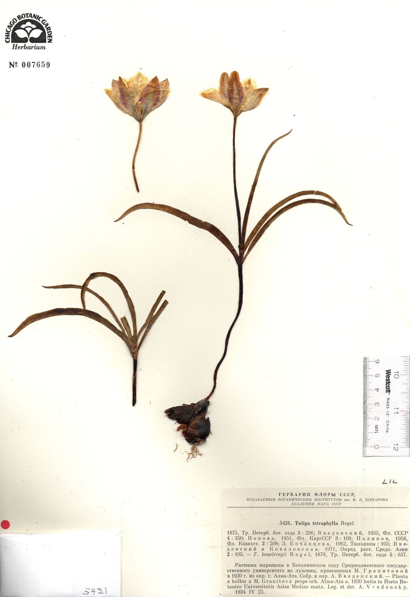 Tulipa tetraphylla image