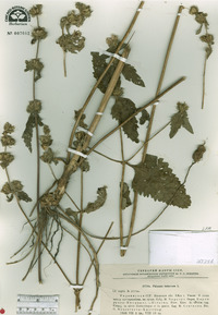 Phlomis tuberosa image