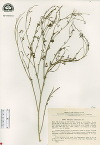 Astragalus melilotoides image