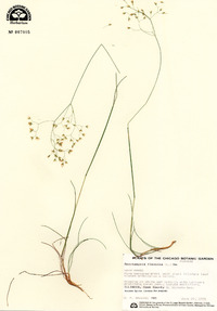 Deschampsia flexuosa image