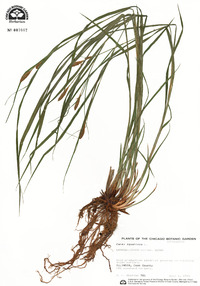 Carex squarrosa image