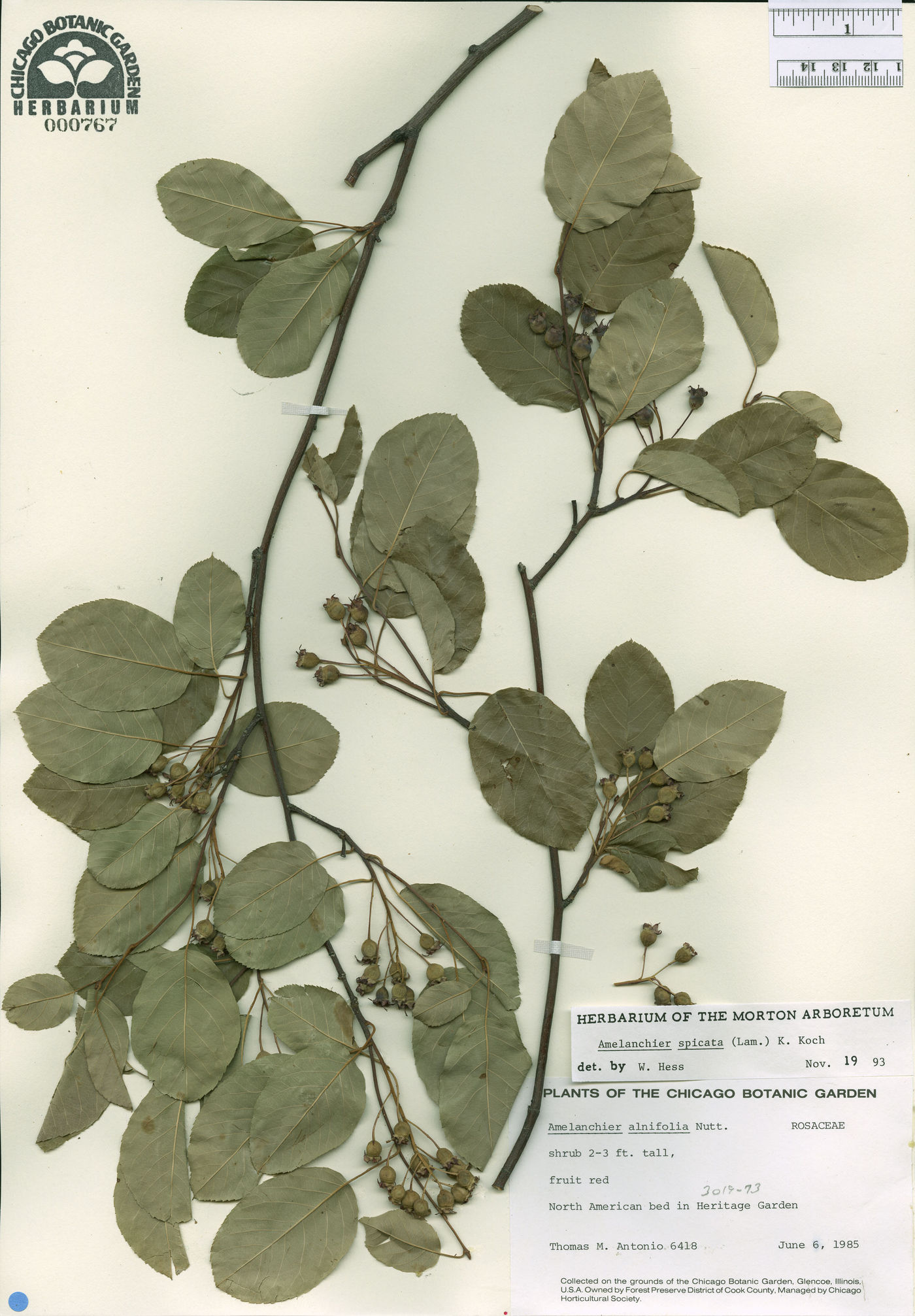 Amelanchier spicata image