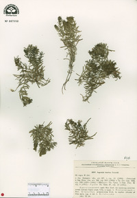 Asperula cretacea image