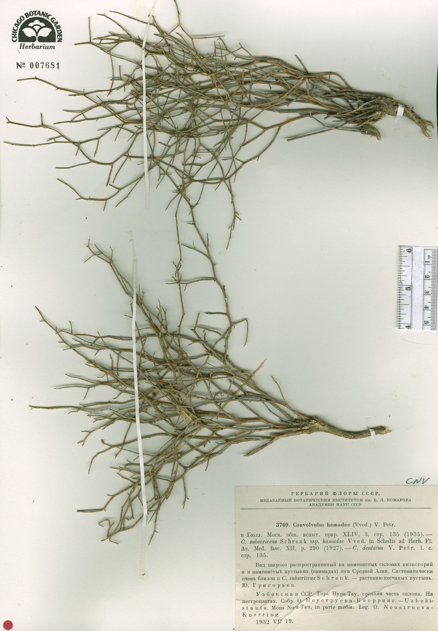 Convolvulus hamadae image