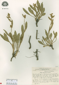 Convolvulus lineatus image