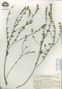 Linum hirsutum image