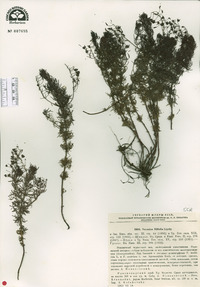 Image of Veronica filifolia