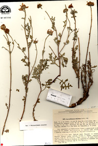 Tanacetum sinuatum image