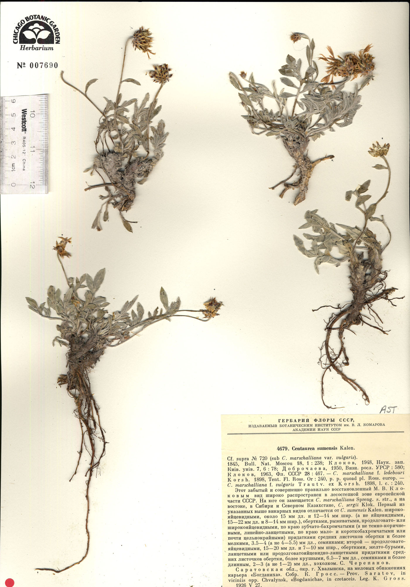 Psephellus sumensis image