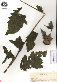 Cirsium oleraceum image