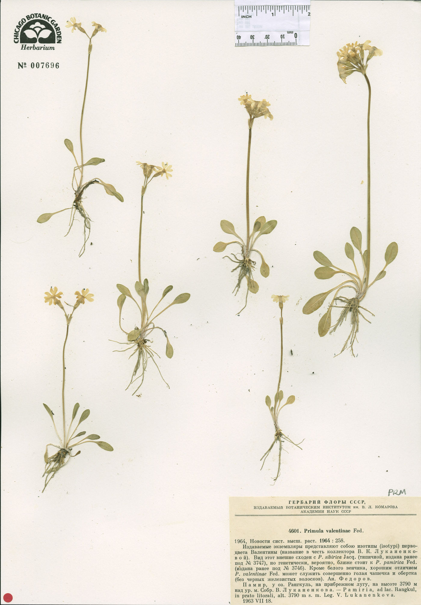 Primula valentinae image