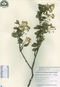 Amelanchier laevis image