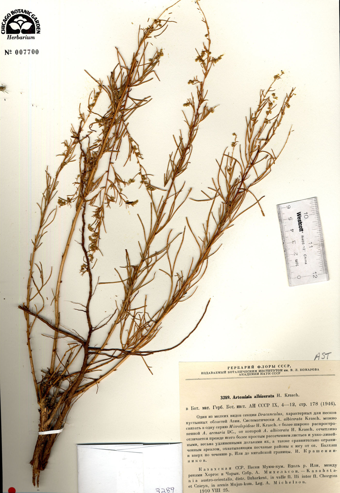 Artemisia albicerata image