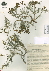 Image of Astragalus angarensis