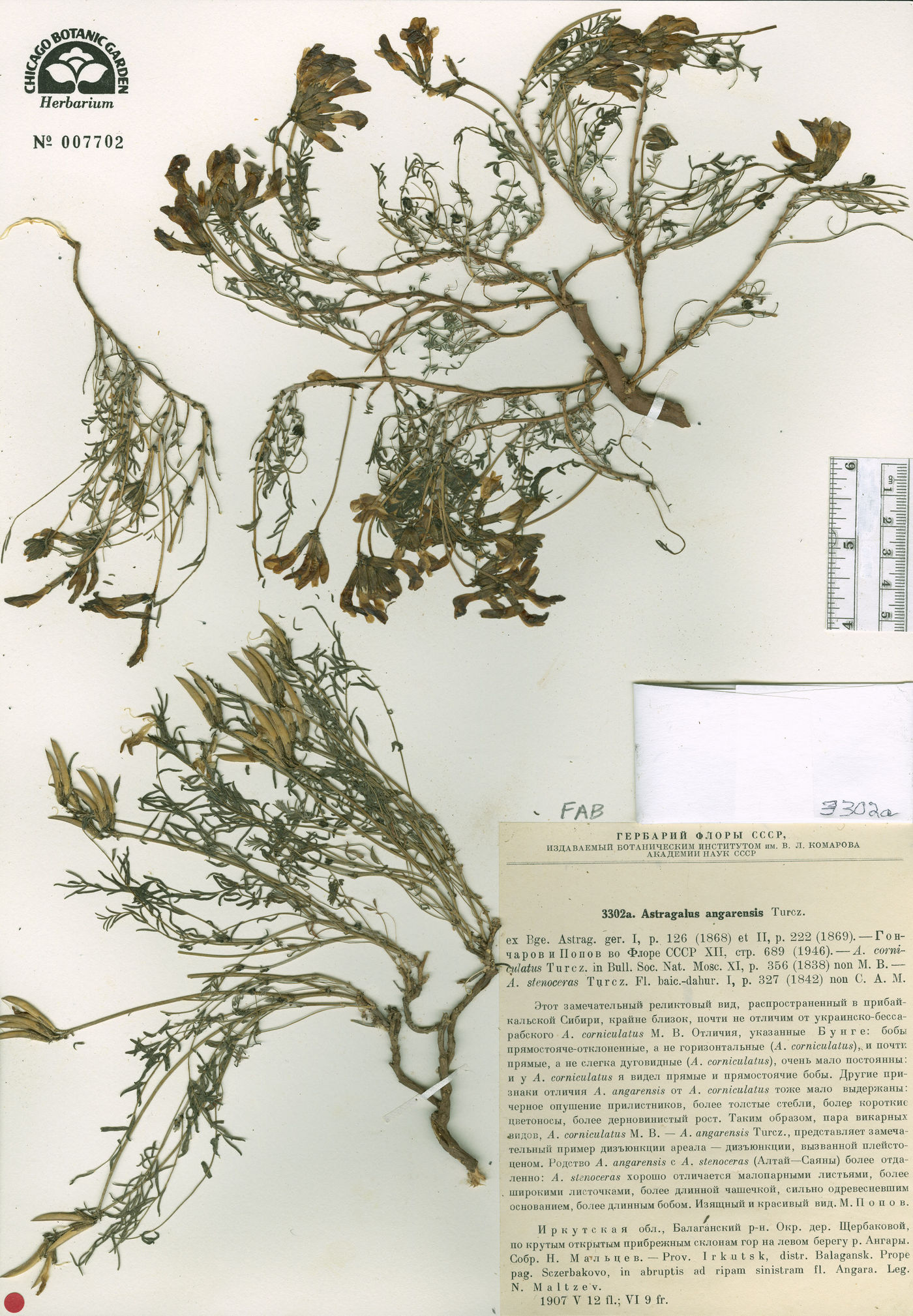 Astragalus angarensis image