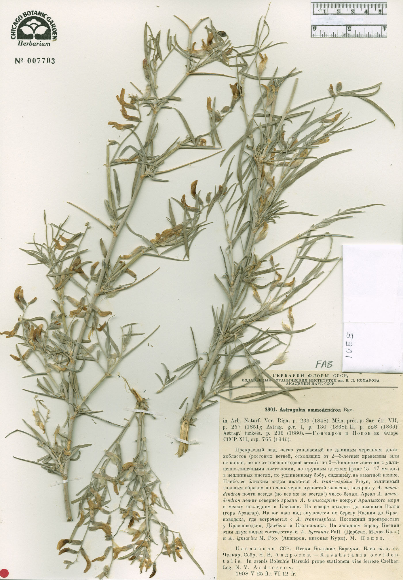 Astragalus ammodendron image