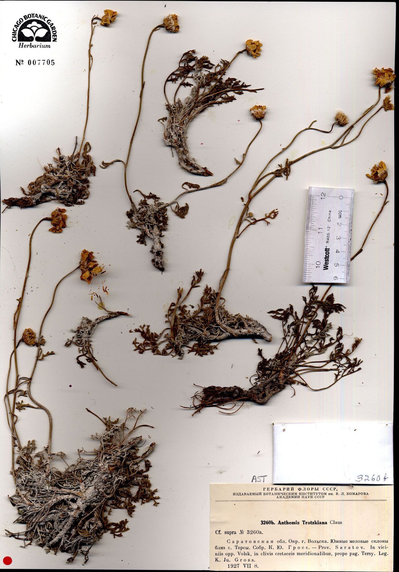 Anthemis trotzkiana image
