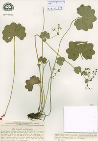 Image of Alchemilla lindbergiana