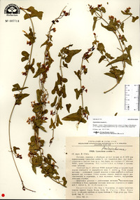 Cynanchum acutum image