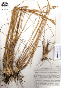 Agropyron cristatum subsp. desertorum image