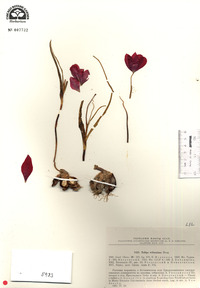Tulipa montana image