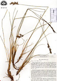 Festuca versicolor image