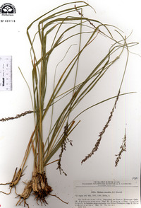 Molinia caerulea image